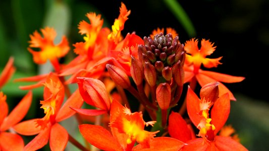 Flowers in royal greenhouses 4