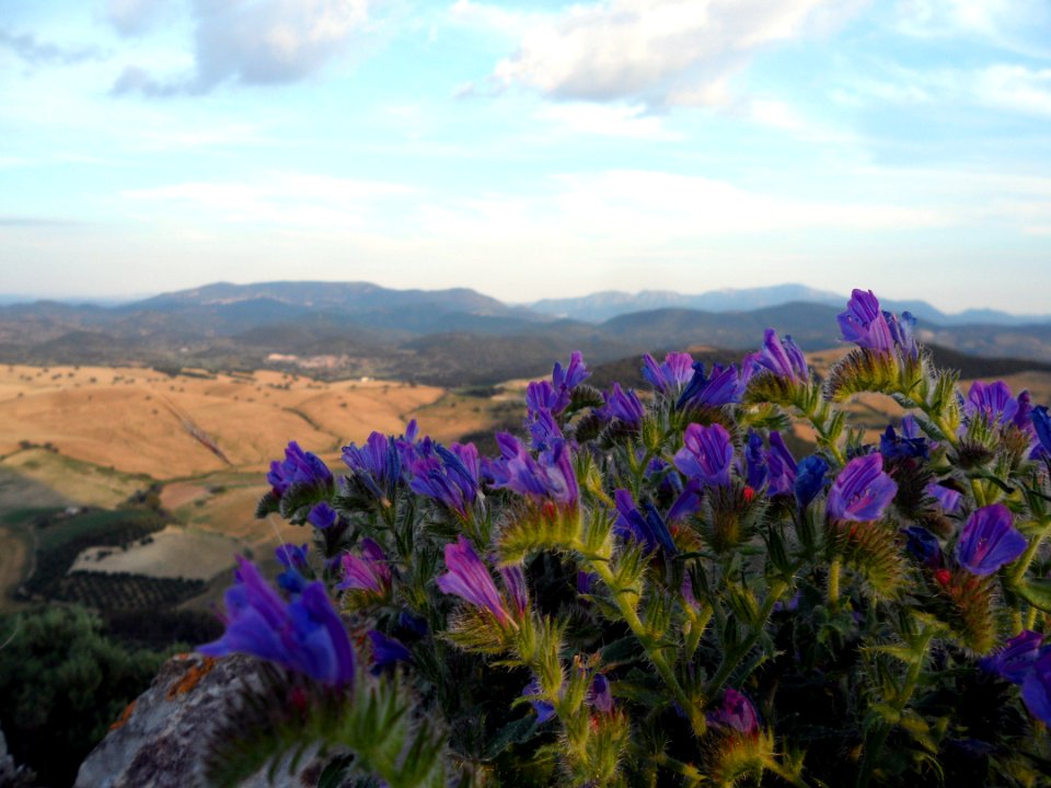 Mountaintop Wildflowers