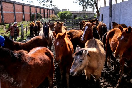 31.07.2018 Entrega de cavalos para adoção - Fotos Gustavo Mansur