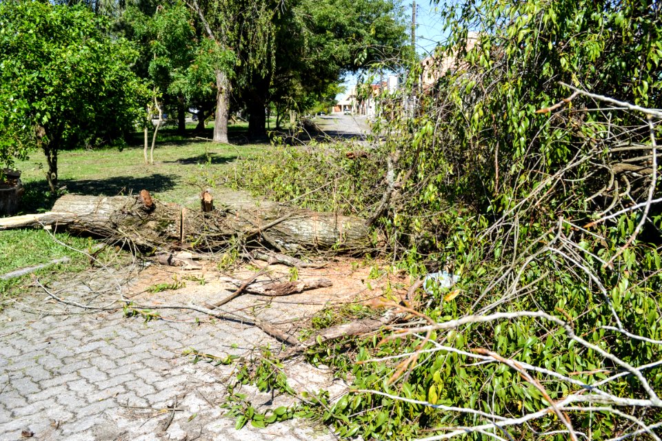 04.10.2018 - Corte de árvore no Umuharama - Foto Janine Tomberg