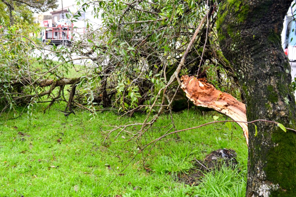 03.09.2018 - Queda de árvore no Fragata - Foto Janine Tomberg