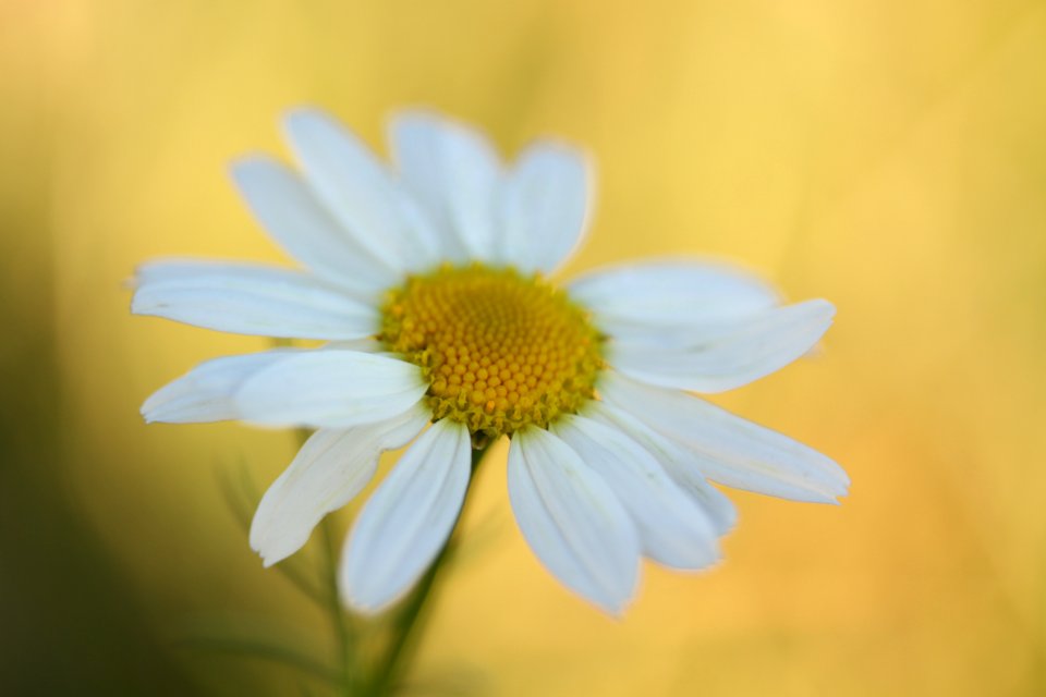 bokeh exercises