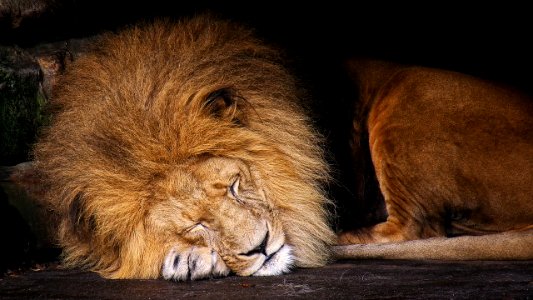 lion sleeping photo