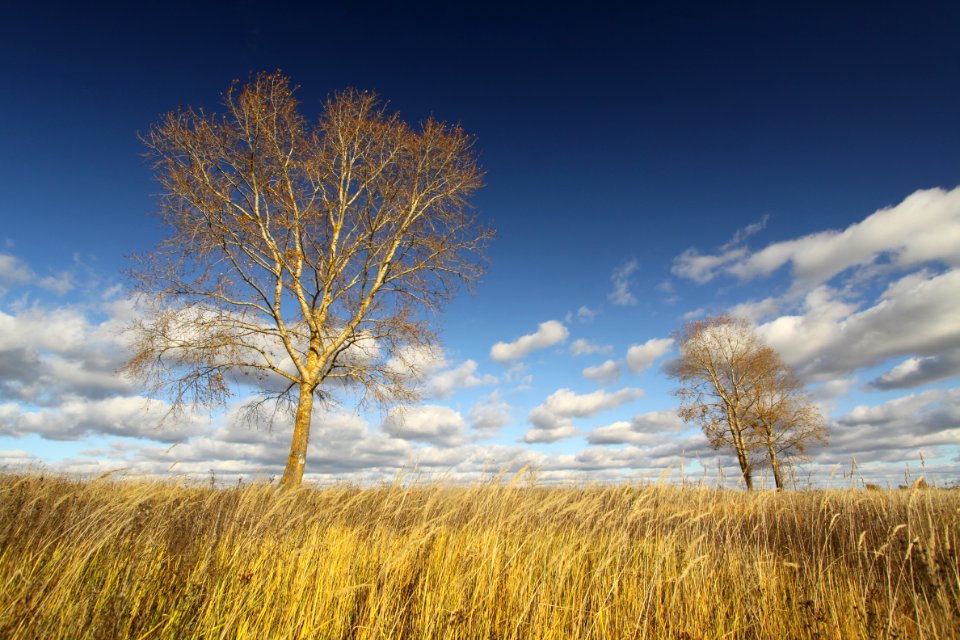 Field