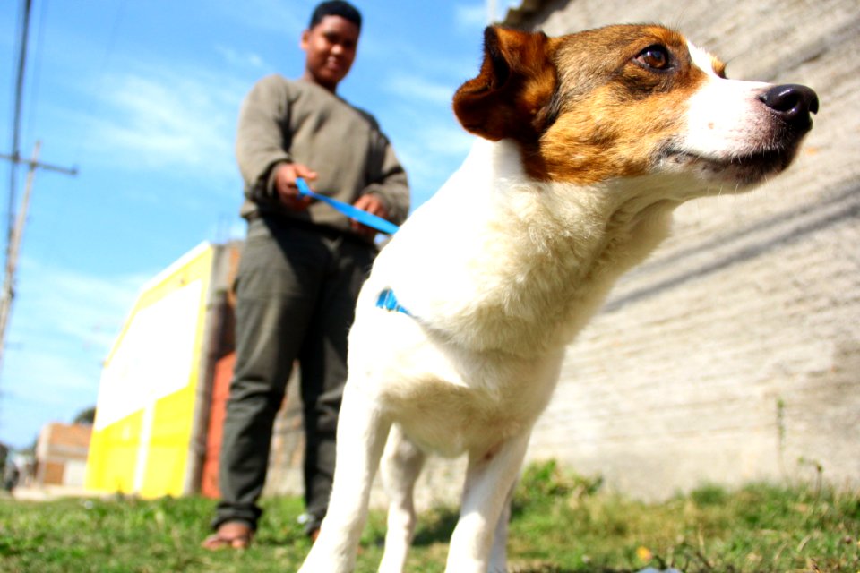 14.08.2018 - SMS - Doação de Cães - Fotos Marcel Avila
