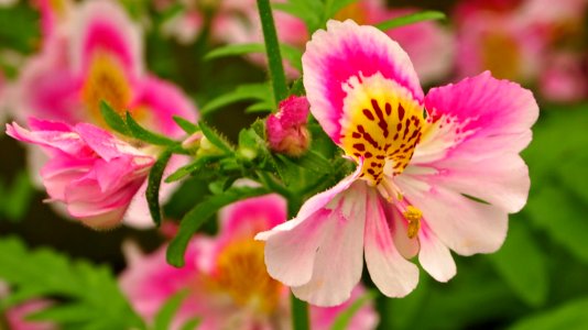 Flowers in royal greenhouses 5