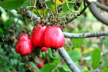cashew tree 4