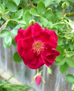 Red Climbing Rose photo