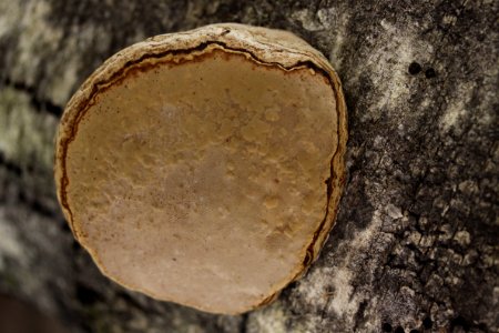 polypore