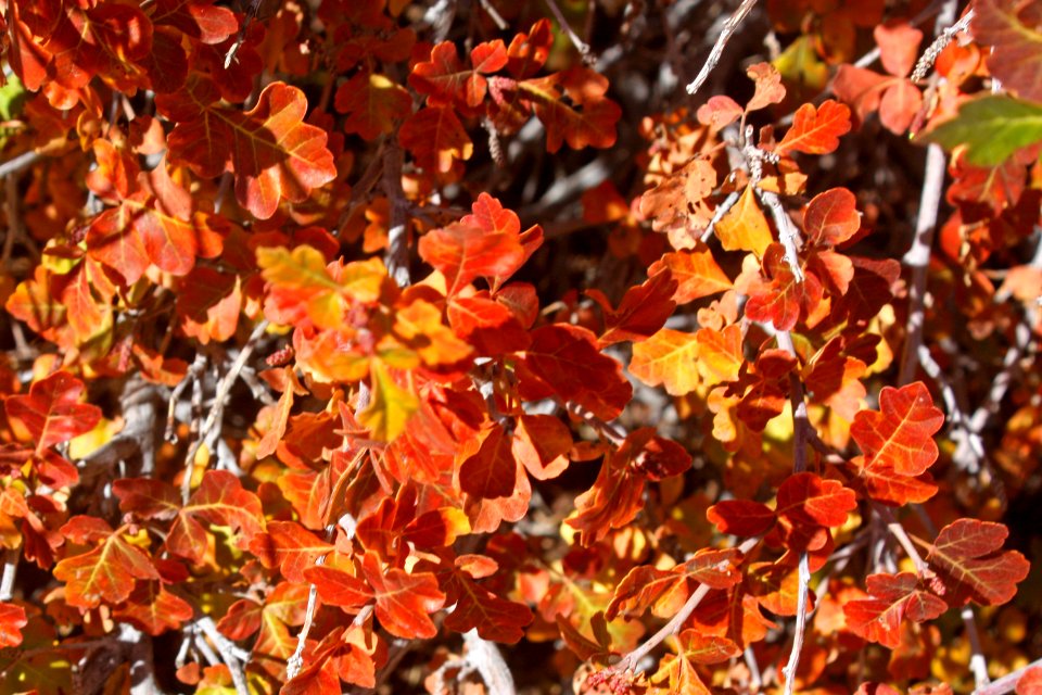 Skunkbush (Rhus trilobata)