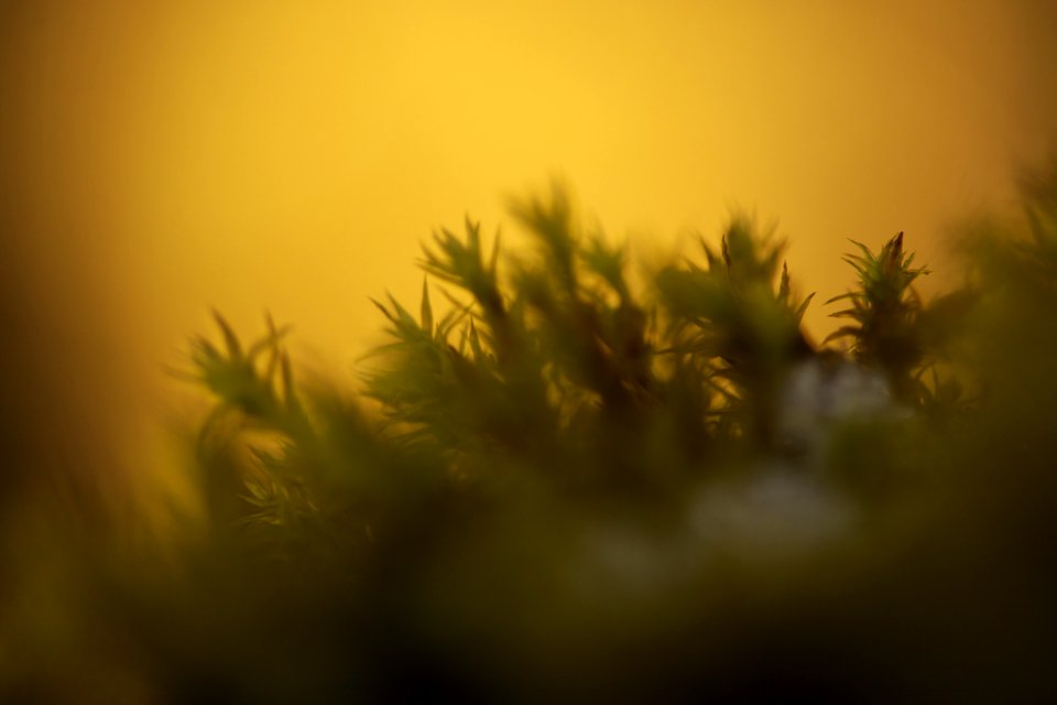 macro exercises