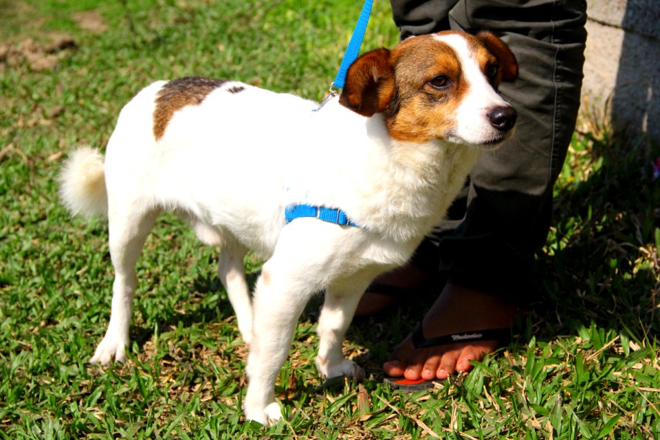 14.08.2018 - SMS - Doação de Cães - Fotos Marcel Avila