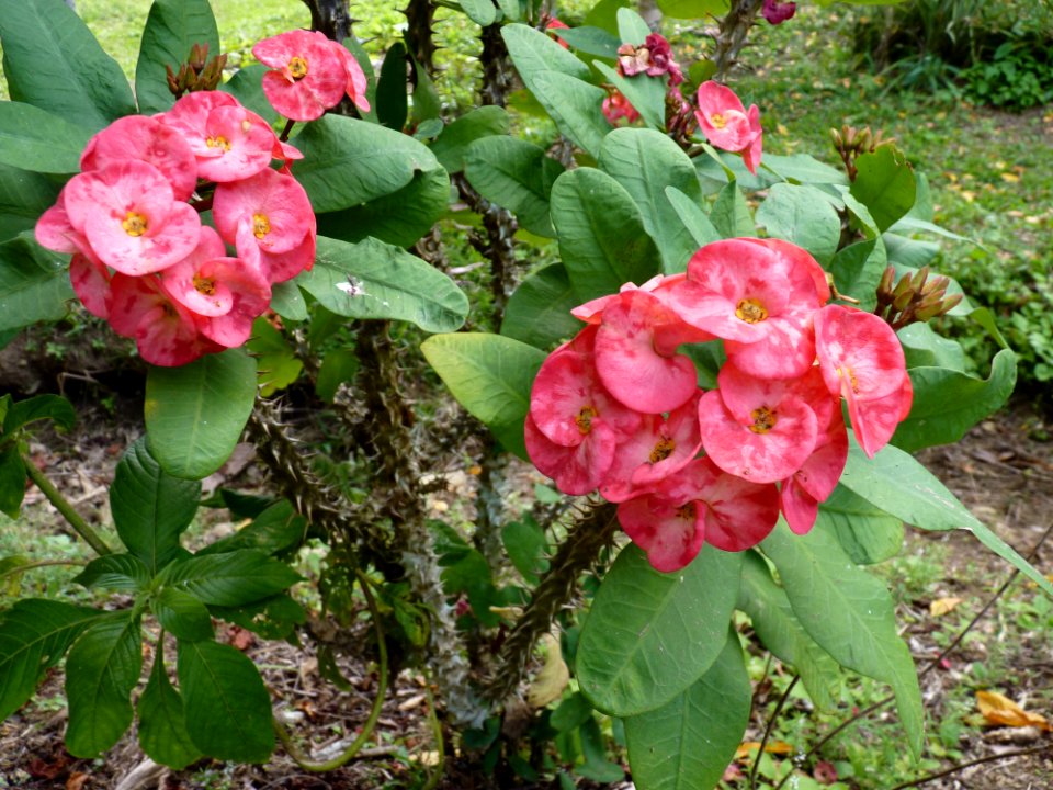 P1110606