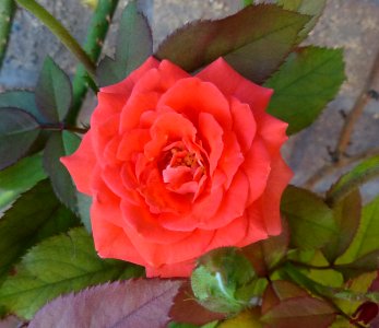 Orange Rose photo