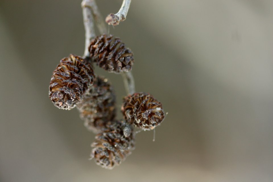 IMG 4659