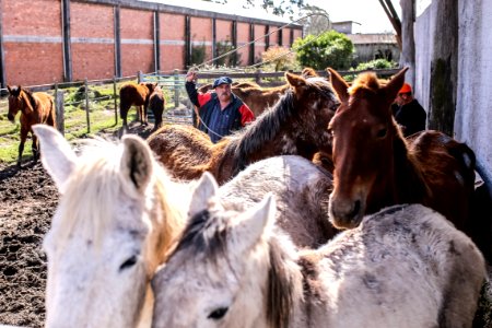 31.07.2018 Entrega de cavalos para adoção - Fotos Gustavo Mansur