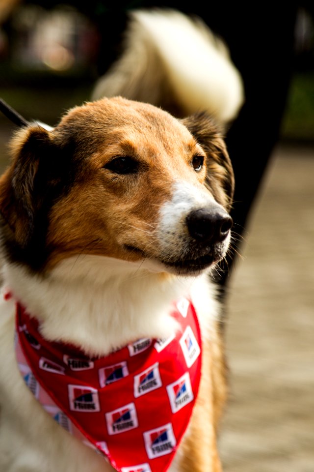 21.05.2019 - Prefeita Paula Mascarenhas realiza o lançamento do Selo Empresa Amiga dos Animais - Foto: Gustavo Vara