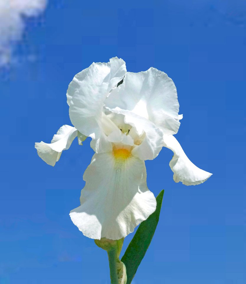 White Iris