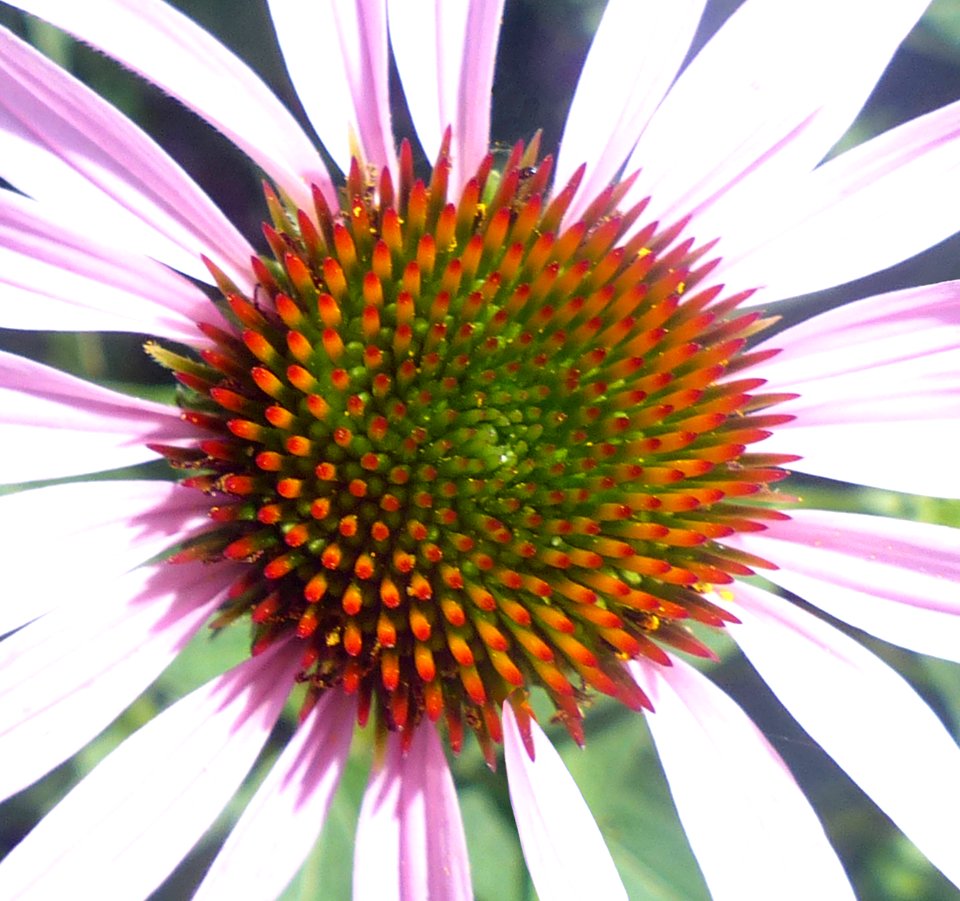 Coneflower