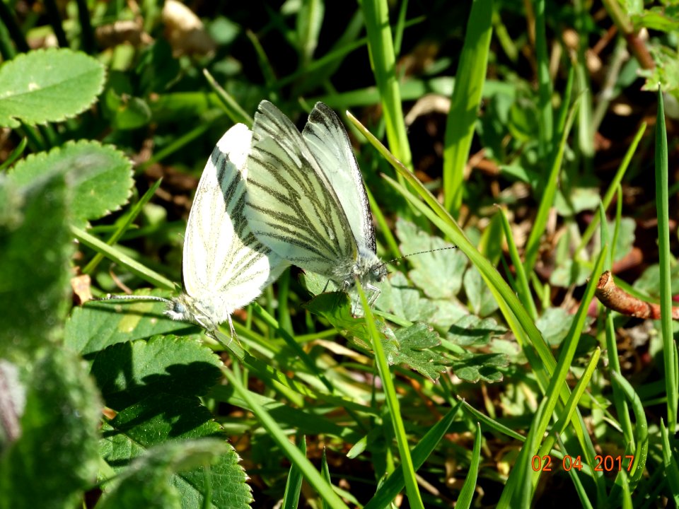 Copula Pieris napi