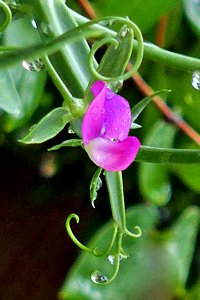 Sweet Pea photo