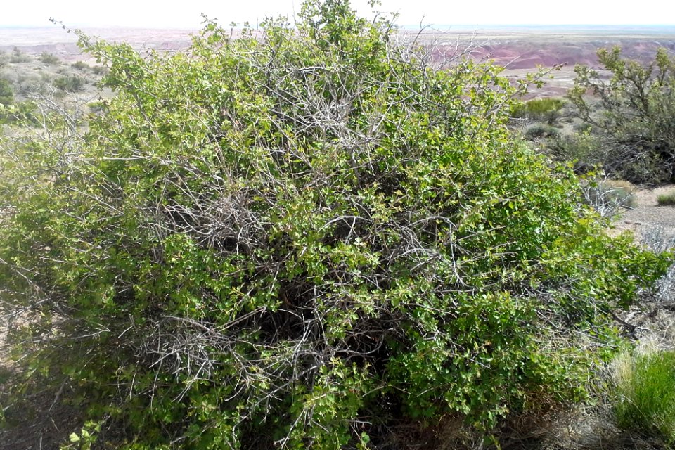 Skunkbush (Rhus trilobata)