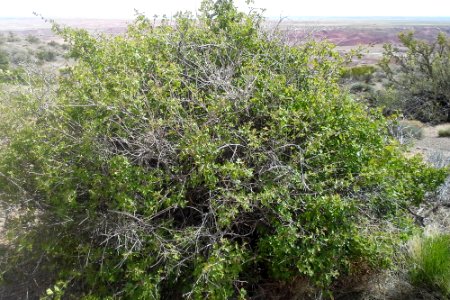Skunkbush (Rhus trilobata)