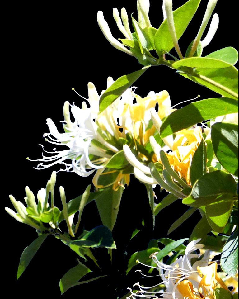 Honeysuckle