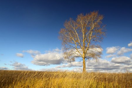 Field photo