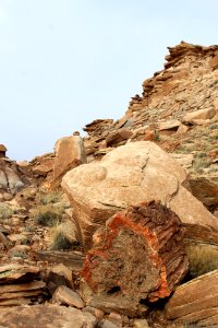 Blue Mesa Petrified Wood