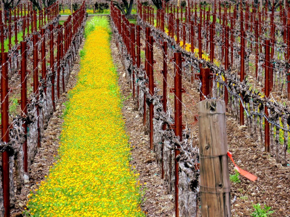 Vineyards in Napa Valley, California US