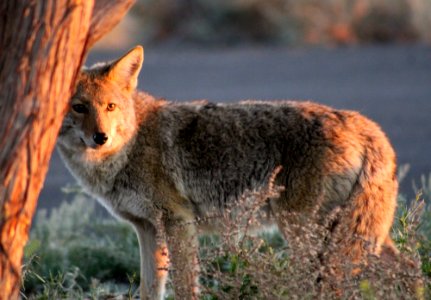 Coyote (Canis latrans) photo