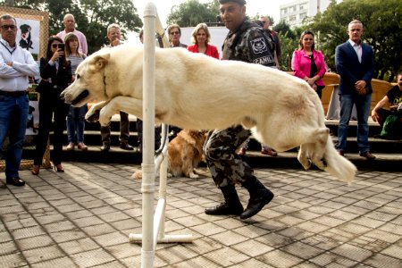 21.05.2019 - Prefeita Paula Mascarenhas realiza o lançamento do Selo Empresa Amiga dos Animais - Foto: Gustavo Vara