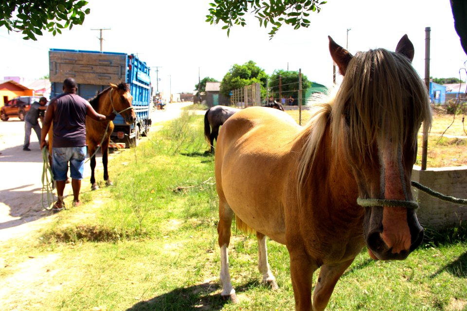28.01.2019 - SSUI - Apreensão Cavalos Colônia Z-3 - Foto Marcel Avila