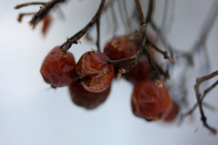 IMG 4486