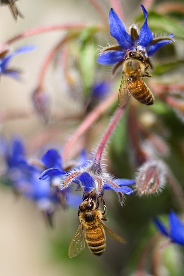 DSC08816-bees