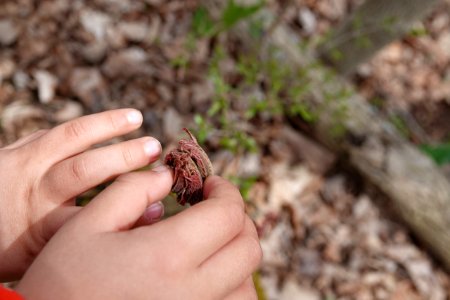Babies fiddling with a baby buckeye