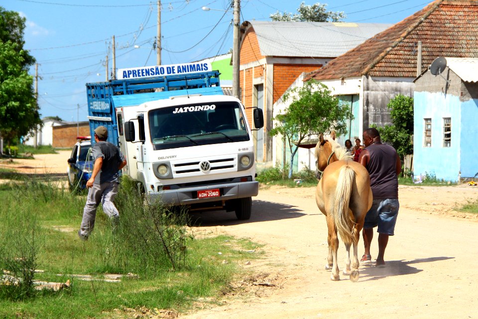 28.01.2019 - SSUI - Apreensão Cavalos Colônia Z-3 - Foto Marcel Avila
