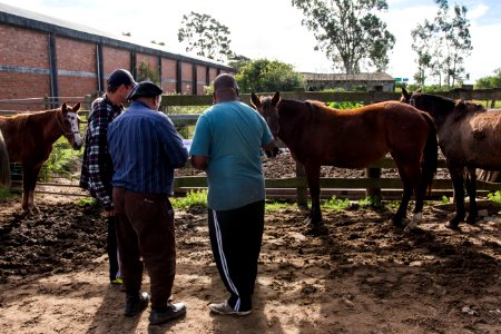 16.05.2019 Adoção Cavalos - Fotos Igor Sobral (17)