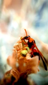 Wasp and her Caterpillar prey (Abispa Ephippium and Plutella xylostella) photo