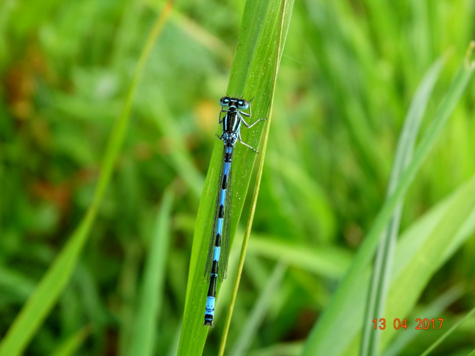 Coenagrion mercuriale