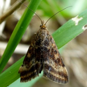 Pyrausta despicata