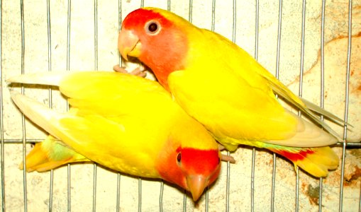 Pair of Parrots, Bangladesh photo
