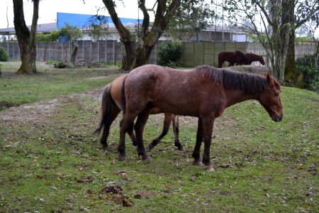 12.07.2018 - SSUI- Doação de cavalos - Foto Janine Tomberg (2)