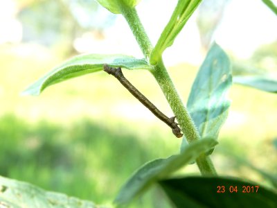 geometridae