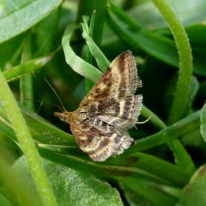 Pyrausta despicata