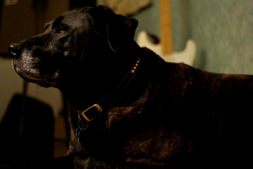Portrait of a Pretty Plump Plott Hound: Contemplative Goofus