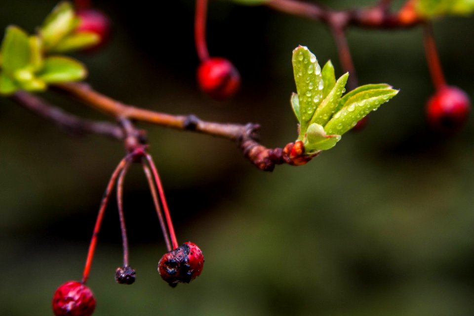 Dew on the Tree