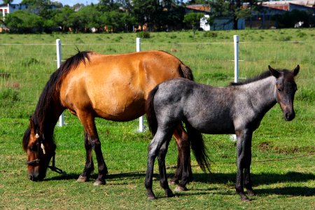 08.02.2019 - SSUI - Doação de Cavalos - Foto Marcel Avila