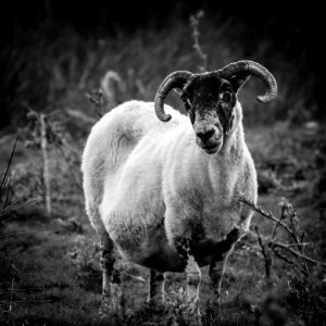 Sheep Portrait photo